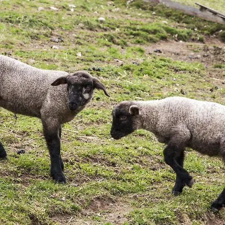 Hotel-pension-waldblick Garni ホテル 3*