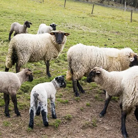 Hotel-pension-waldblick Garni Gittersdorf